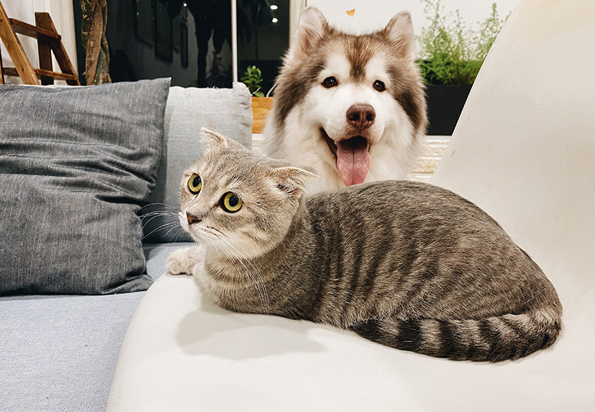 7 tips to set your pets up for success when you move Blog LIVE More